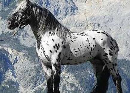 HER, How the Appaloosa escaped extinction
